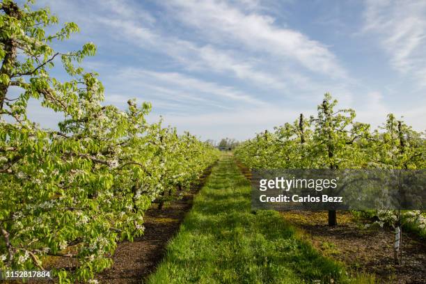 apple orchard - orchard 個照片及圖片檔