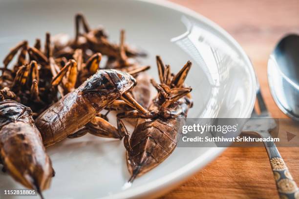 close-up of fried giant water bug served on white plate - syrsa insekt bildbanksfoton och bilder