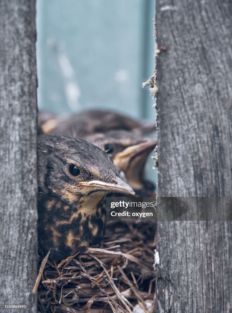 Song thrush chicks sitting in nest on the village fence