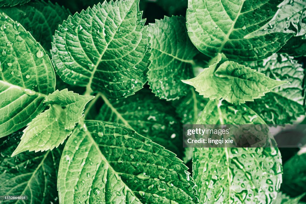 Regular arrangement of hydrangea leaves close-up
