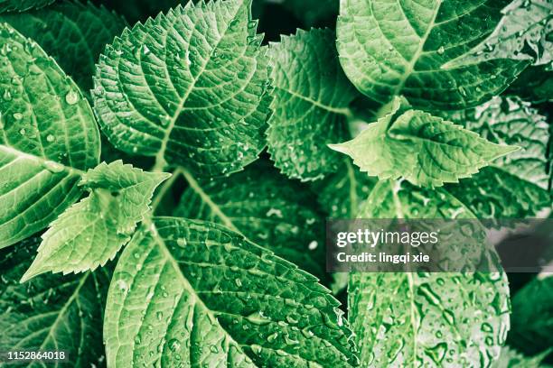 regular arrangement of hydrangea leaves close-up - mint freshness stock pictures, royalty-free photos & images