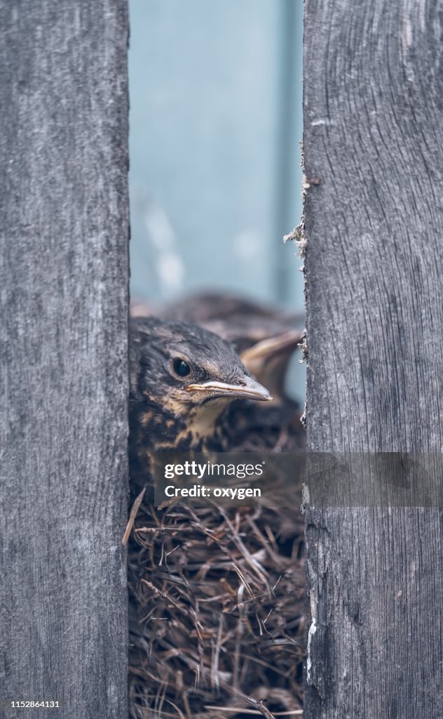 Song thrush chicks sitting in nest on the village fence