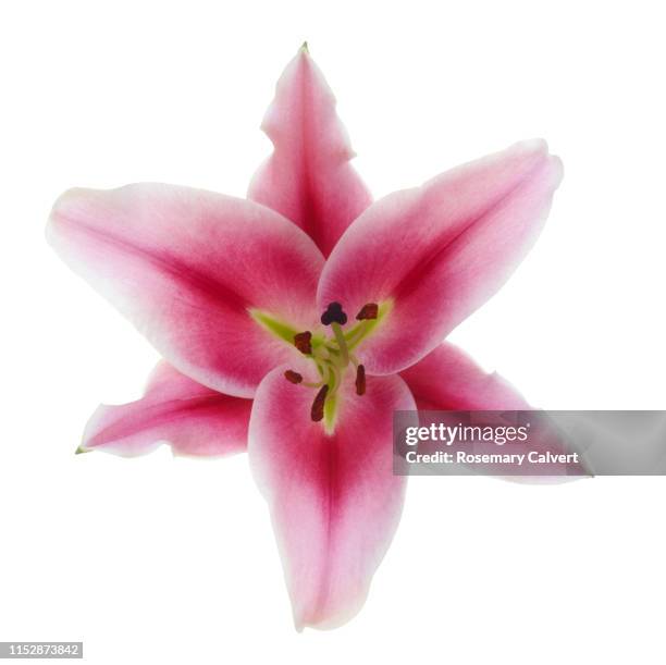 stargazer lily in close-up on white. - stargazer lily stock-fotos und bilder