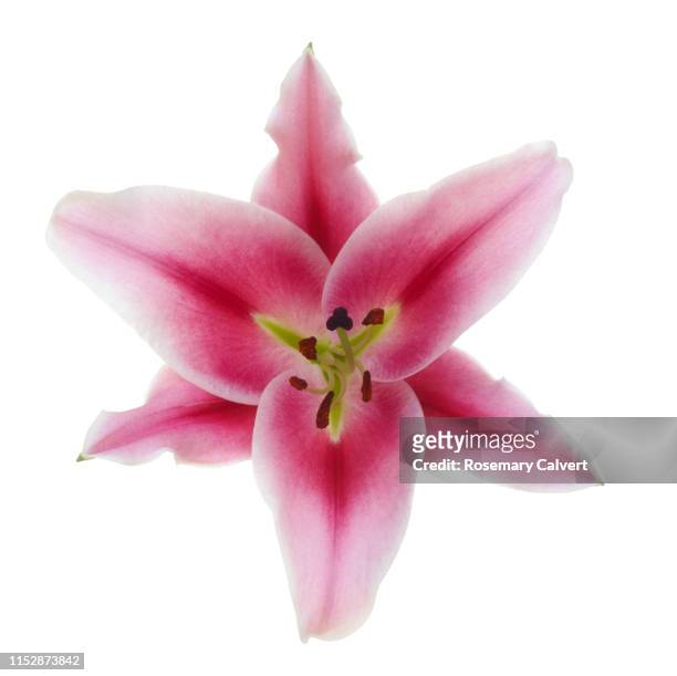 stargazer lily in close-up on white. - lily flower stock pictures, royalty-free photos & images