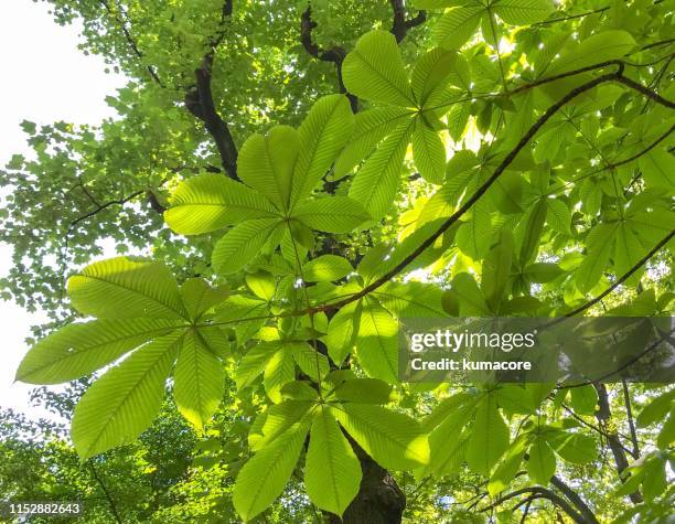 japanese horse chestnut leaf - horse chestnut tree stock pictures, royalty-free photos & images