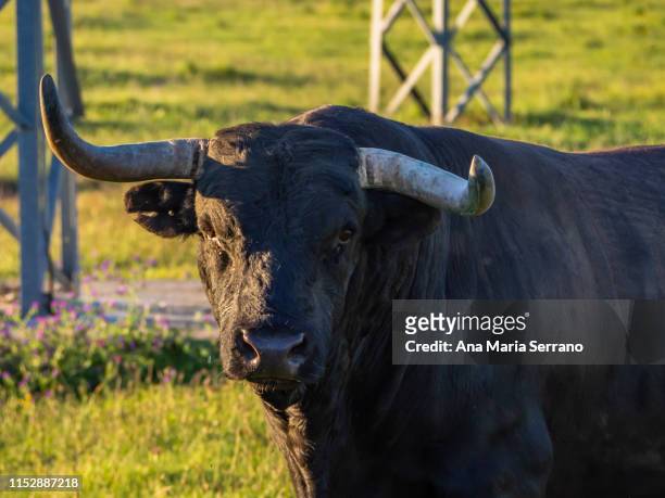 black fighting bull in the dehesa in salamanca (spain) - 闘牛 ストックフォトと画像