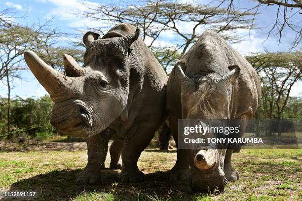 Picture taken on May 28, 2019 shows the world's last female pair of northern white Rhinoceros, Najin with her daughter Fatu in their enclosure at...
