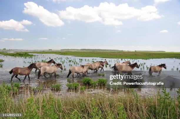 horses - friesland netherlands stock pictures, royalty-free photos & images