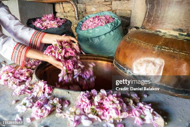 rosa damascena. essential oil production season is now. the abundance of the famous bulgarian rose is in its peak. - damask rose stock pictures, royalty-free photos & images