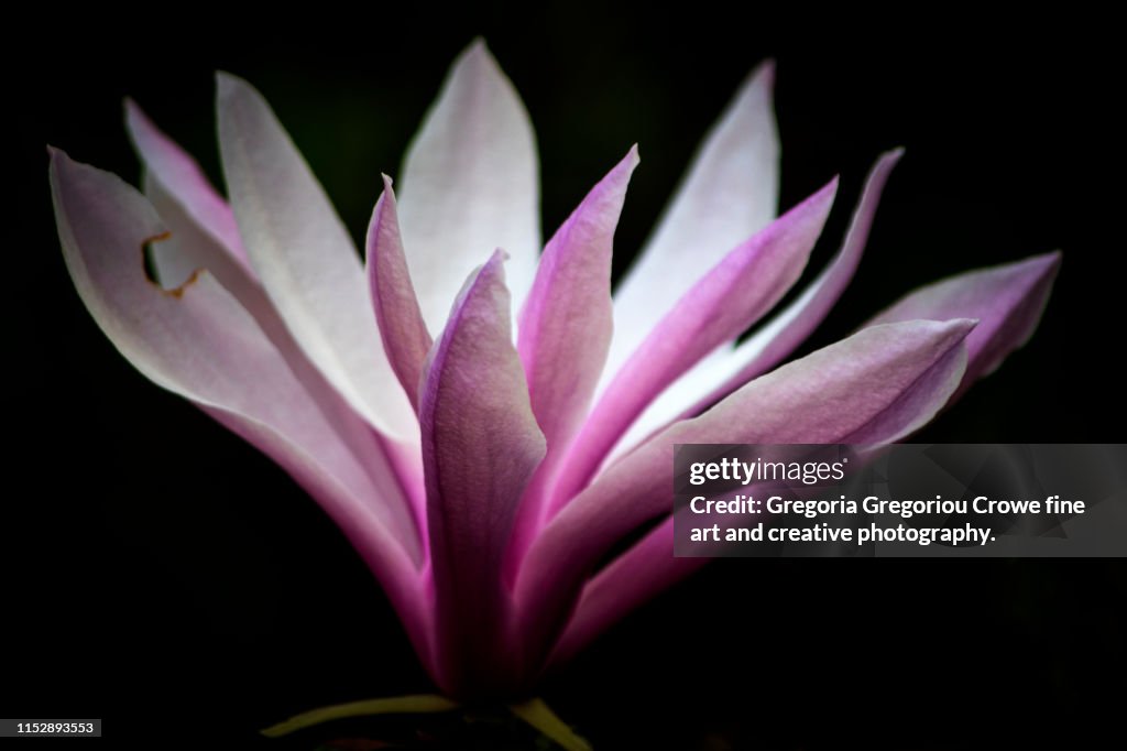 Magnolia Flower