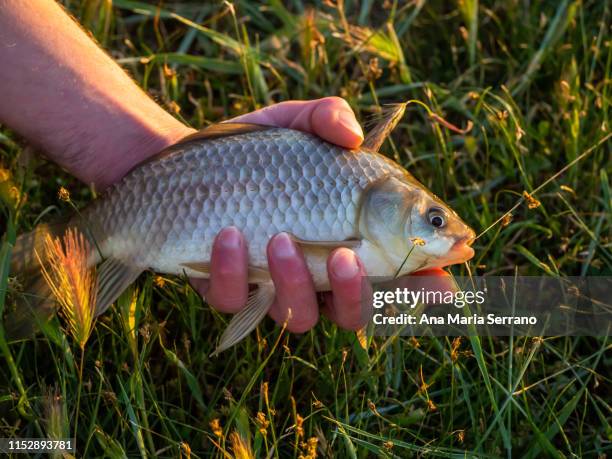 a fisherman catching with his hand a golden carpin - karausche stock-fotos und bilder