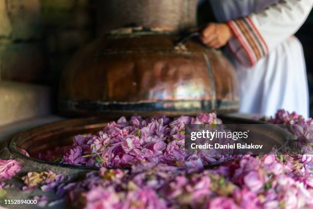 rosa damascena. la stagione essenziale della produzione di olio è ora. l'abbondanza della famosa rosa bulgara è al suo apice. - aroma foto e immagini stock