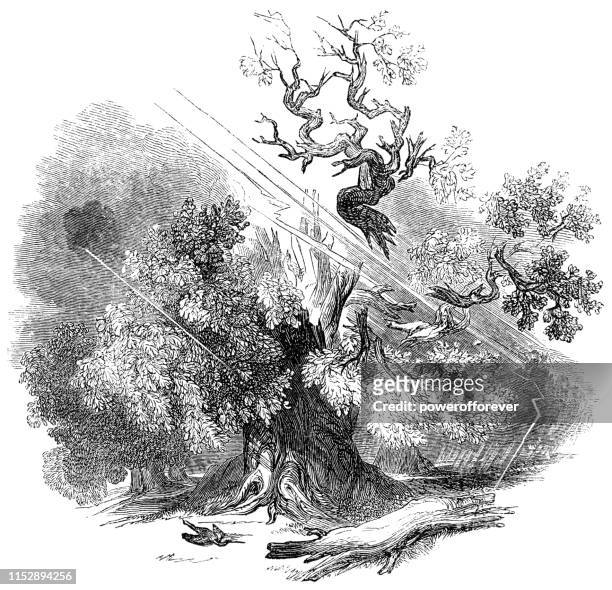 lightning splitting an old gnarled oak tree - works of william shakespeare - broken tree stock illustrations
