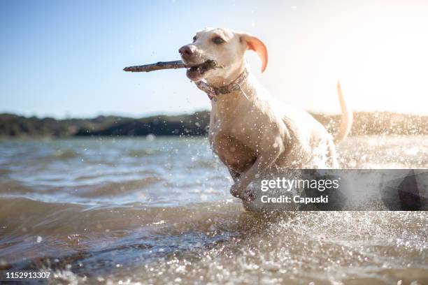 hund leka med pinne i vatten - dog jumping bildbanksfoton och bilder