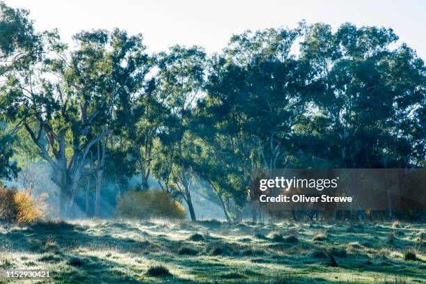 paddock covered in frost - australian winter stockfoto's en -beelden