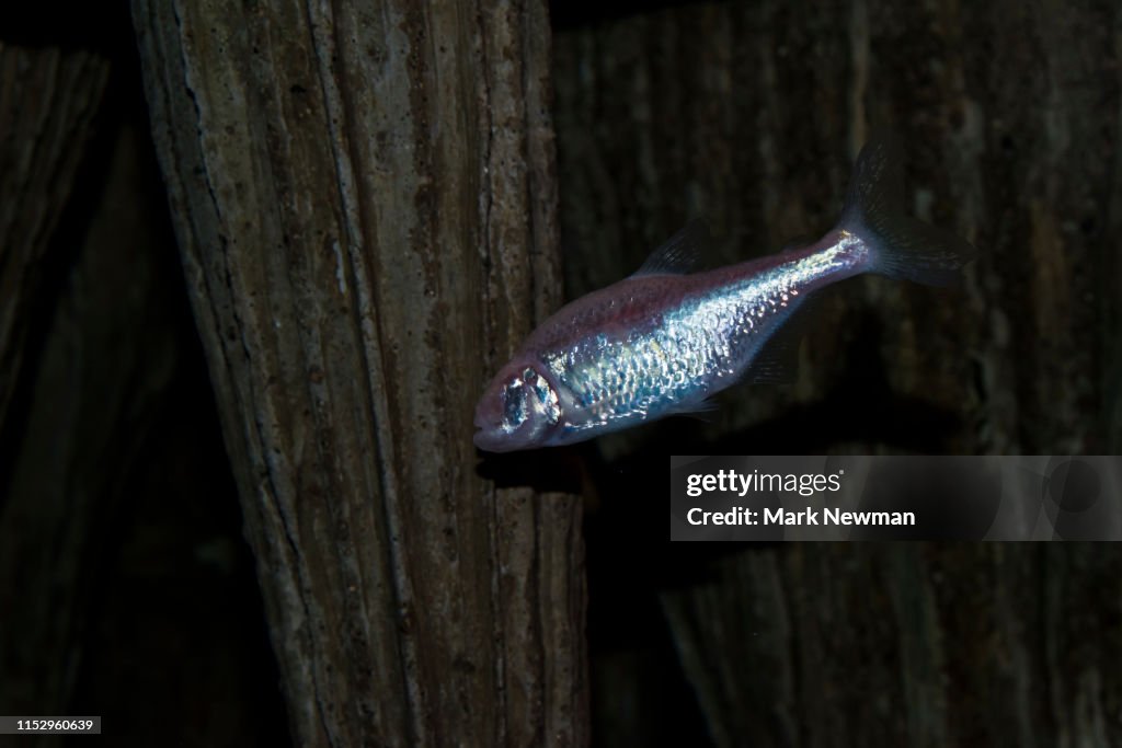 Blind Cave Fish