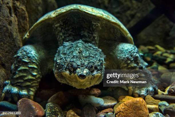 alligator snapping turtle - snapping turtle stock pictures, royalty-free photos & images