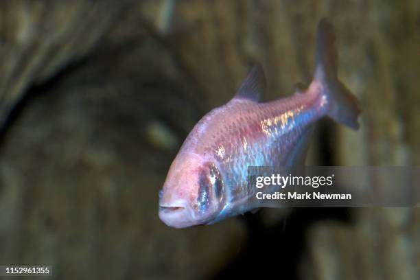 blind cave fish - blind cave fish stock pictures, royalty-free photos & images