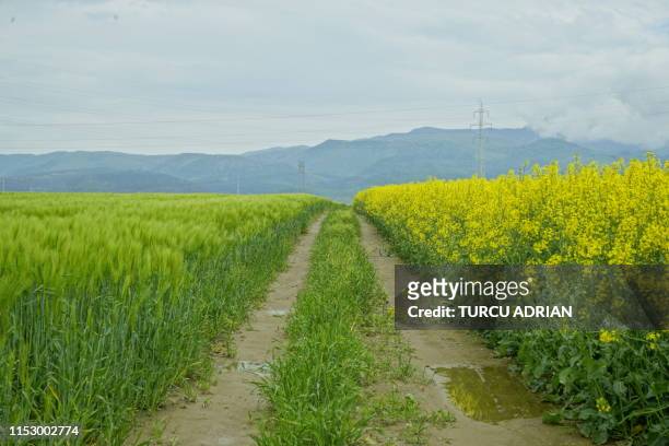 field - zarnesti stock pictures, royalty-free photos & images