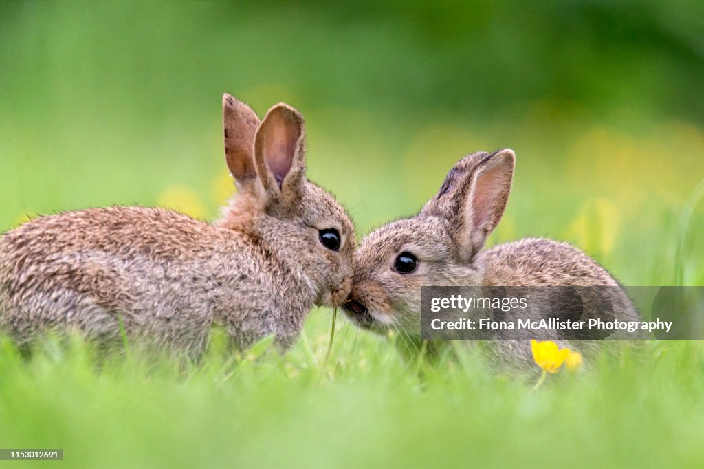Two Baby Wild Rabbits Kissing