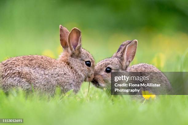 two baby wild rabbits kissing - lapereau photos et images de collection