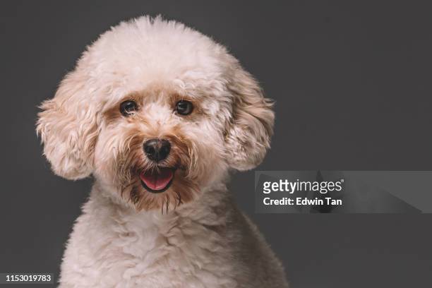 een toy poedel in studio portret sessie - brown poodle stockfoto's en -beelden