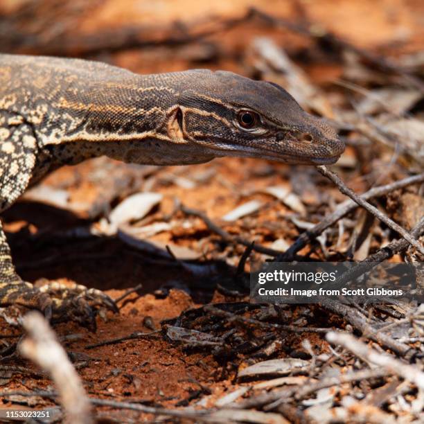 keeping an eye out - monitor lizard stock pictures, royalty-free photos & images