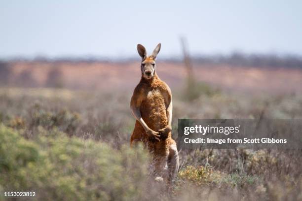 don't mess with me - kangaroo stock pictures, royalty-free photos & images