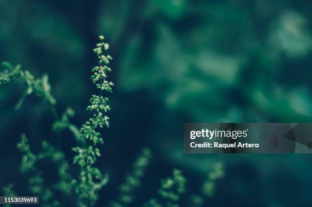 leaves of the forest - nature focus on foreground stock pictures, royalty-free photos & images