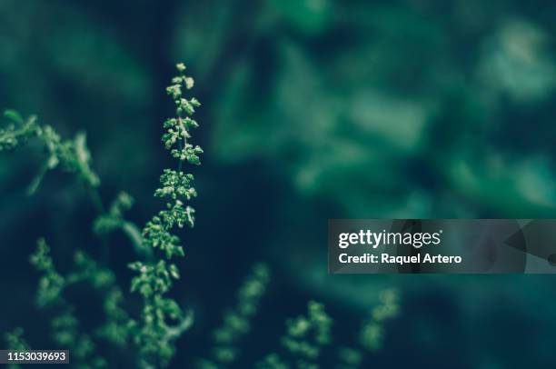 leaves of the forest - leaf landscape green imagens e fotografias de stock