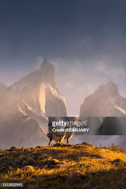 chile, patagonia, torres del paine national park - fauna silvestre fotografías e imágenes de stock