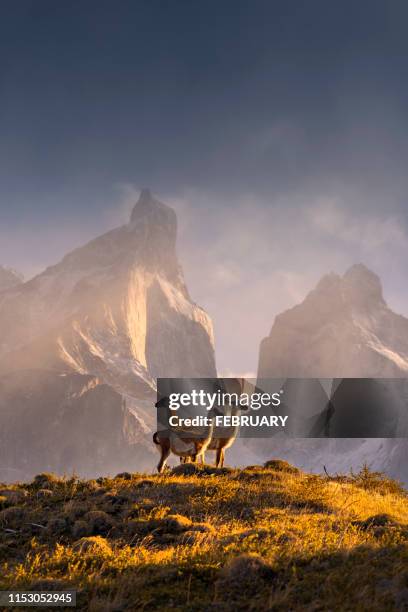 chile, patagonia, torres del paine national park - lama stockfoto's en -beelden