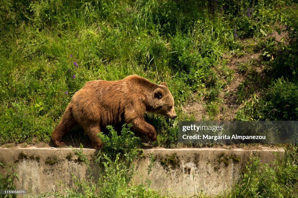 Cure brown bear walking in Bern city