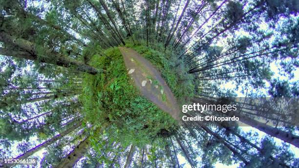 world forest planet - wide angle ストックフォトと画像