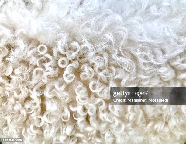 wool of sheep - wool imagens e fotografias de stock