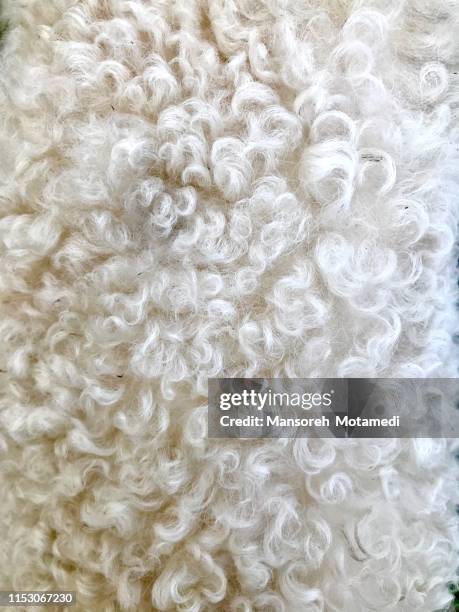 wool of sheep - sheepskin stock pictures, royalty-free photos & images