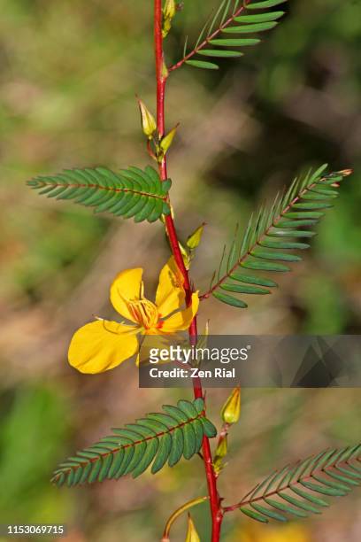 chamaecrista fasciculata or partridge pea plant with yellow flower and buds - fasciculata stock pictures, royalty-free photos & images