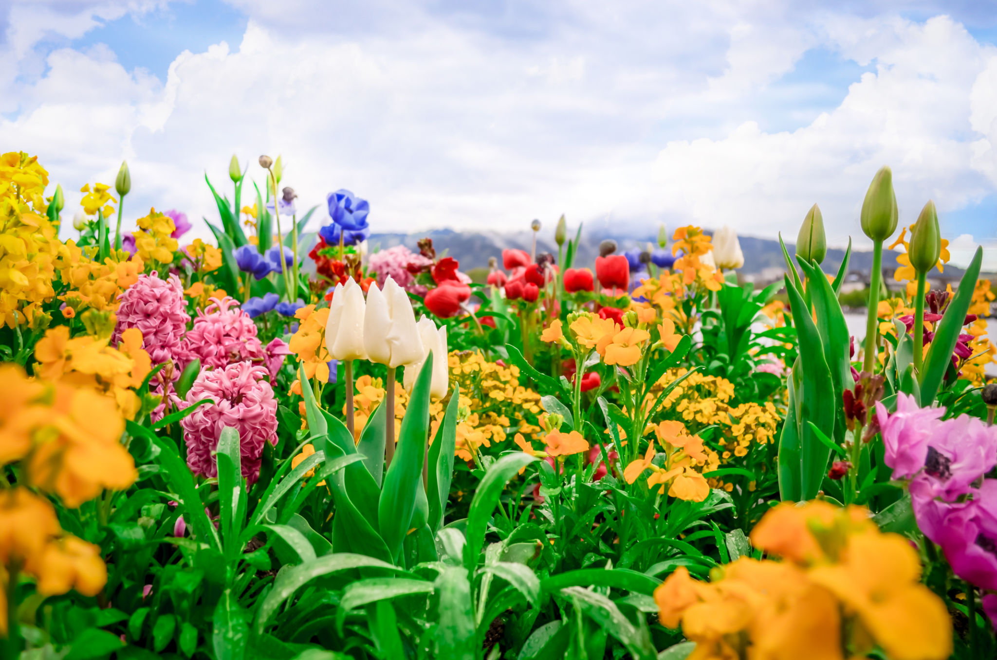 colorful garden