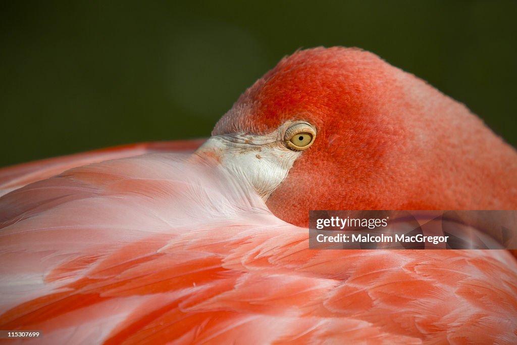Pink flamingo