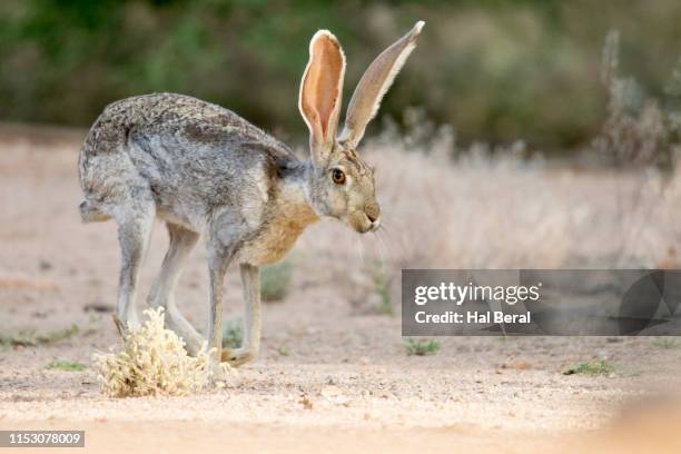 antelope jackrabbit - antelope jackrabbit stock pictures, royalty-free photos & images