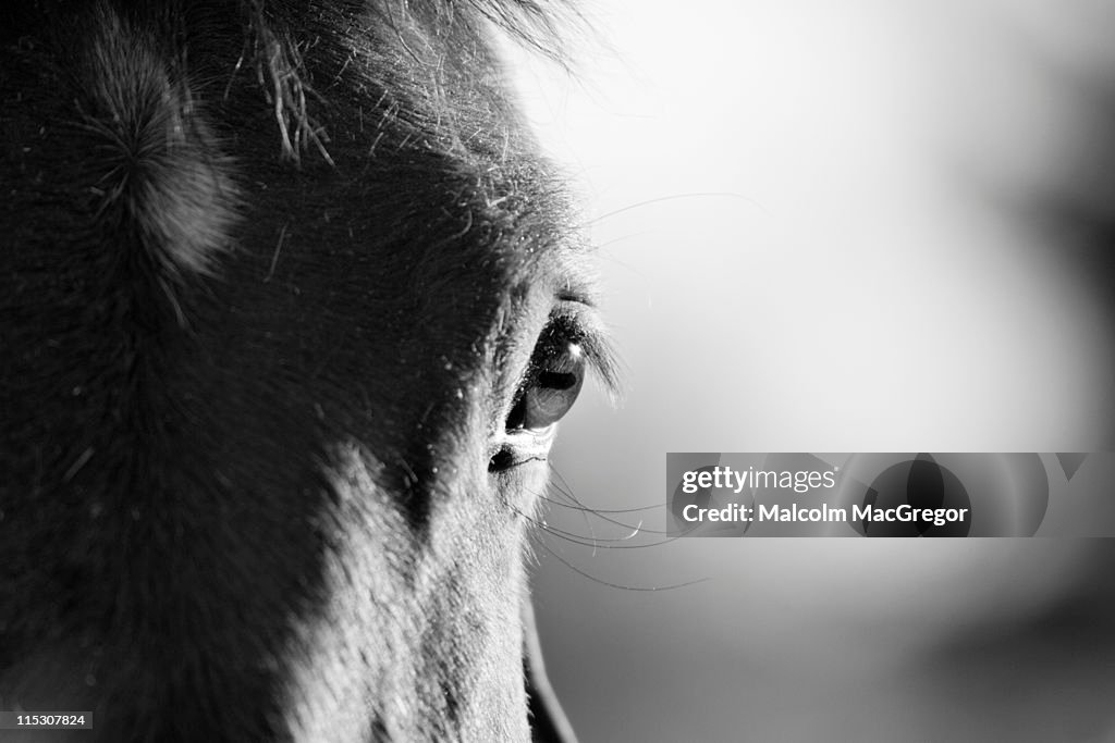 Horse in Black and White