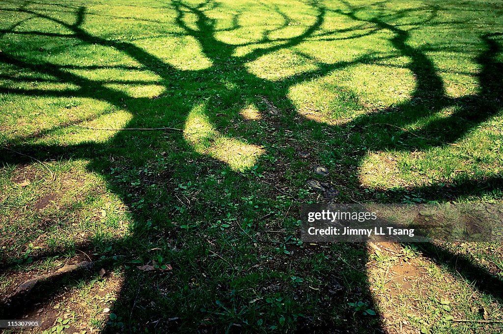 Gruesome tree shadow