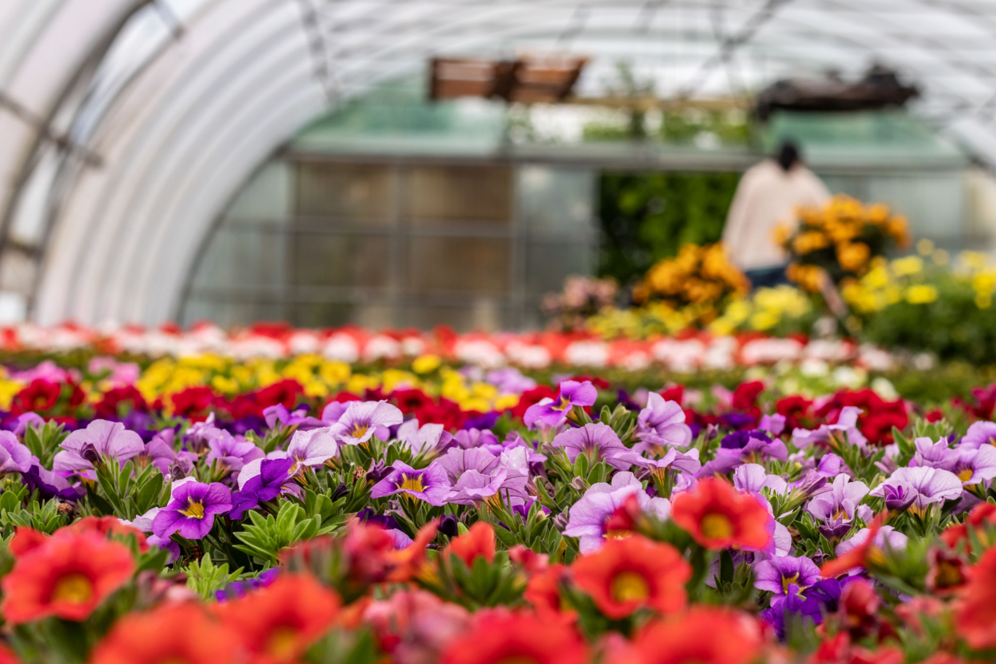 flower greenhouse