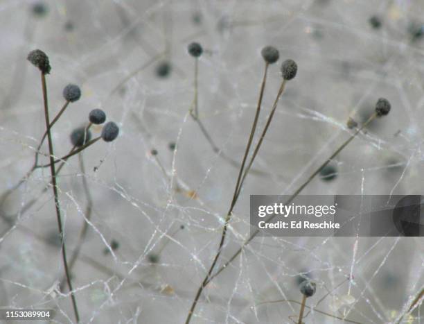 black bread mold (rhizopus stolonifer) sporangia (spore sacs) hyphae and mycelium, zygomycetes, 8x - bread mold bildbanksfoton och bilder