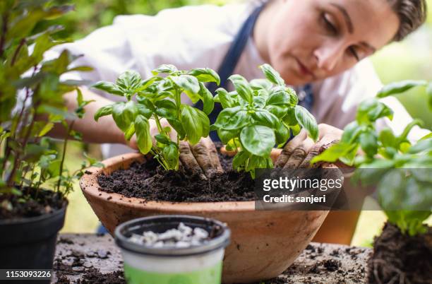 woman planting herbs - basil stock pictures, royalty-free photos & images