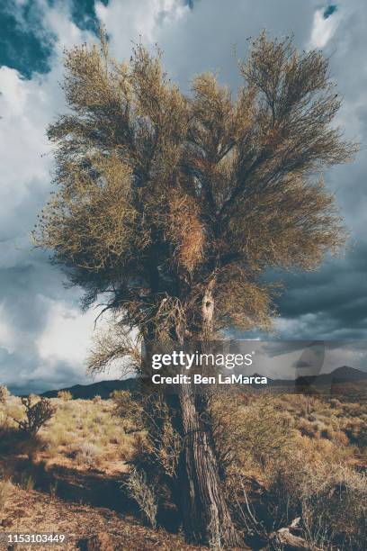 Morman Tree 30 Mormon Tea Stock Photos, High-Res Pictures, and Images - Getty Images