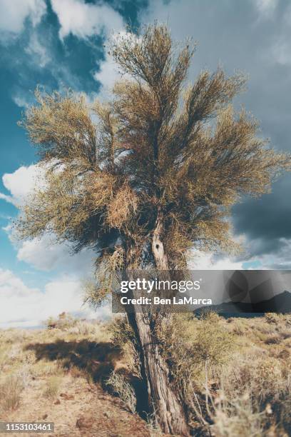 Morman Tree 30 Mormon Tea Stock Photos, High-Res Pictures, and Images - Getty Images