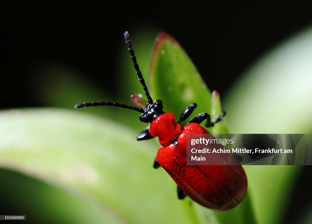 Scarlet lily beetle