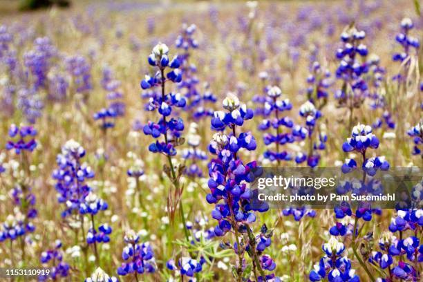 texas bluebonnets - texas bluebonnets stock pictures, royalty-free photos & images