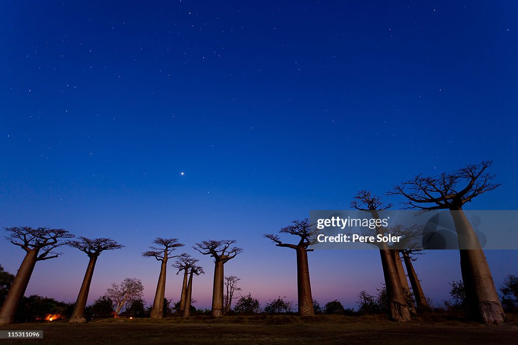 Allée des Baobabs by night